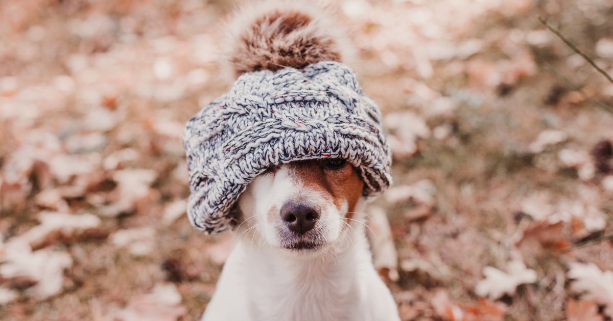 jak-poznat-ze-je-psovi-zima (5)